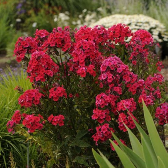 Picture of Red Riding Hood Garden Phlox Plant