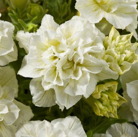 Picture of Blanket® Double Chardonnay Petunia Plant