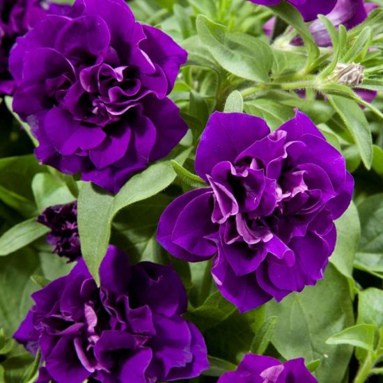 Picture of Blanket® Double Velvet Midnight Petunia Plant