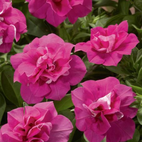 Picture of Blanket® Double Rose Petunia Plant