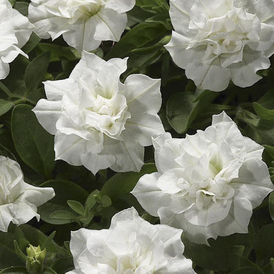Picture of Blanket® Double White Petunia Plant