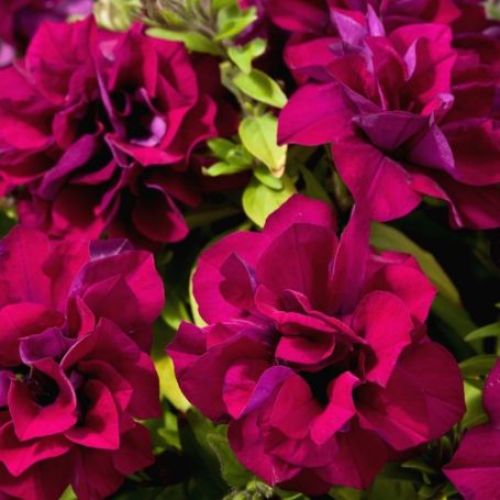 Picture of Blanket® Double Zinfandel Petunia Plant
