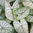Picture of White Christmas Caladium Plant