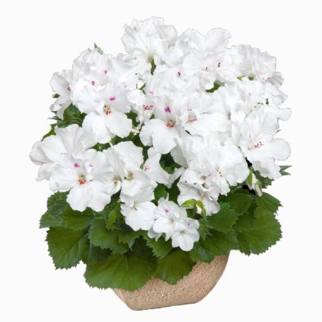 Picture of Aristo® White Geranium Plant