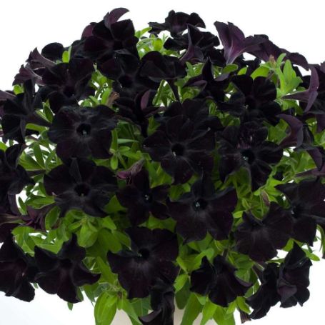 Picture of Ray™ Black Petunia Plant