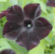 Picture of Ray™ Black Petunia Plant