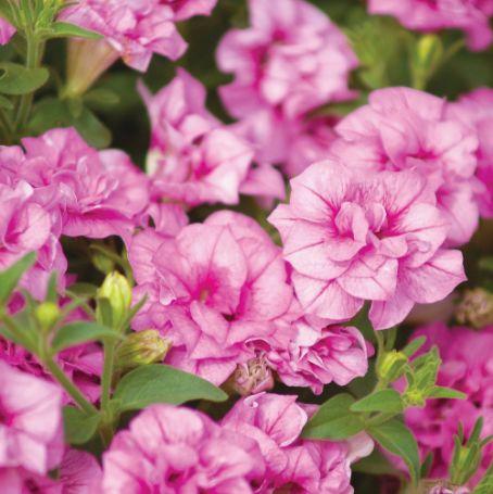 Picture of Surfinia® Summer Double™ Pink Petunia Plant