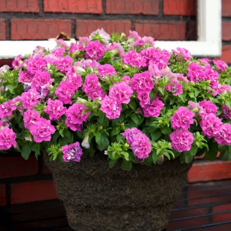 Picture of Surfinia® Summer Double™ Rose Petunia Plant