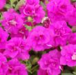 Picture of Surfinia® Summer Double™ Rose Petunia Plant