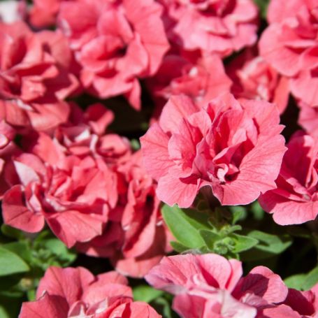 Picture of Surfinia® Summer Double™ Salmon Petunia Plant