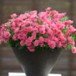 Picture of Surfinia® Summer Double™ Salmon Petunia Plant