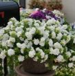 Picture of Surfinia® Summer Double™ White Petunia Plant