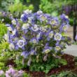 Picture of Earlybird™ Blue White Aquilegia Plant