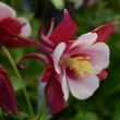 Picture of Earlybird™ Red White Aquilegia Plant