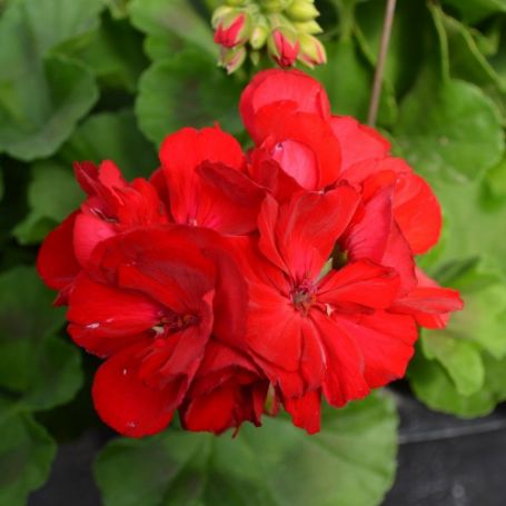 Picture of Big Eeze Dark Red Geranium Plant