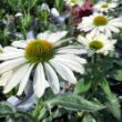 Picture of Color Coded® The Price is White Echinacea Plant