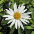 Picture of Angel Daisy™ Leucanthemum Plant