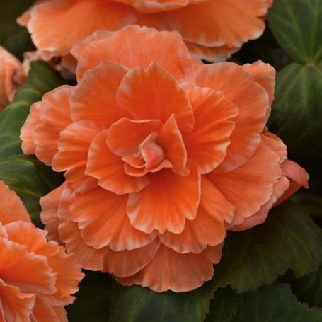 Picture of AmeriHybrid® Picotee Lace Apricot Begonia Plant