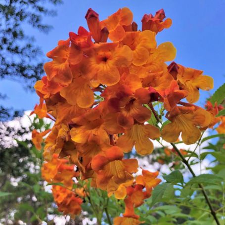 Picture of Sun Trumpets® Orange Tecoma Plant