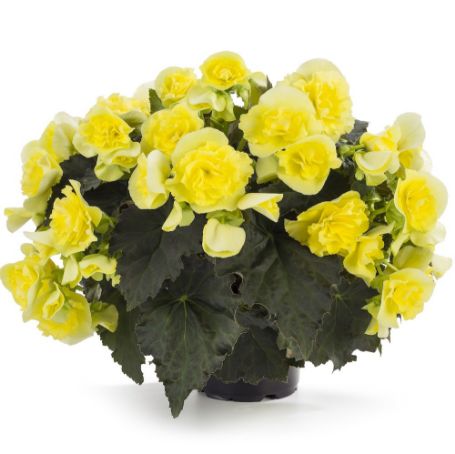 Picture of Solenia® Yellow Begonia Plant