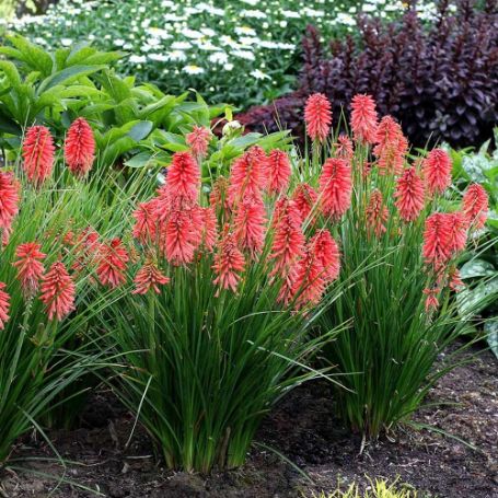 Picture of Poco™ Red Kniphofia Plant