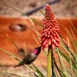 Picture of Poco™ Red Kniphofia Plant