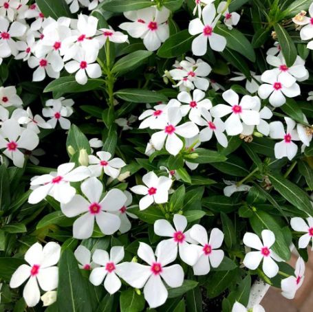 Picture of Soiree® Kawaii White Peppermint Catharanthus Plant