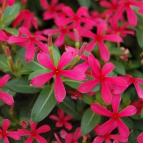 Picture of Soiree® Kawaii Red Shades Catharanthus Plant