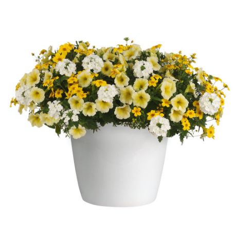 Picture of Trixi® Pop The Bubbly Flower Combination