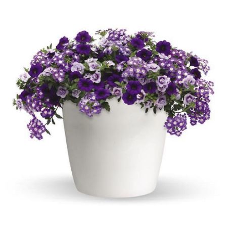 Picture of Trixi® Purple Lace Flower Combination
