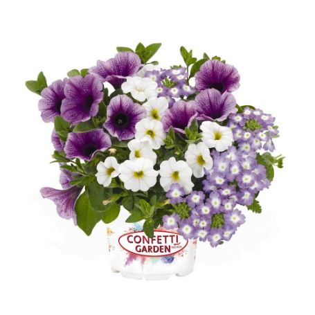 Picture of Confetti Garden® Denim Blues Flower Combination