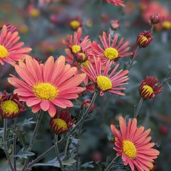 Picture of Coral Daisy Perennial Mum Plant