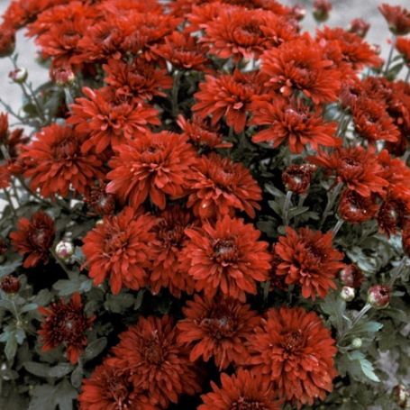 Picture of Minngopher Perennial Mum Plant