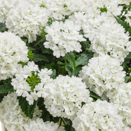 Picture of Superbena® Whiteout™ Verbena Plant