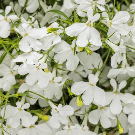 Picture of Laguna® Cloud White™ Lobelia Plant