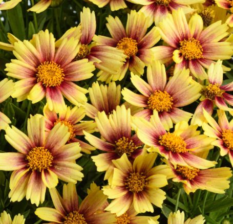 Picture of Sollana™ Sunset Burst Coreopsis Plant