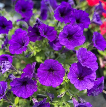 Picture of Ray™ Blue Improved Petunia Plant