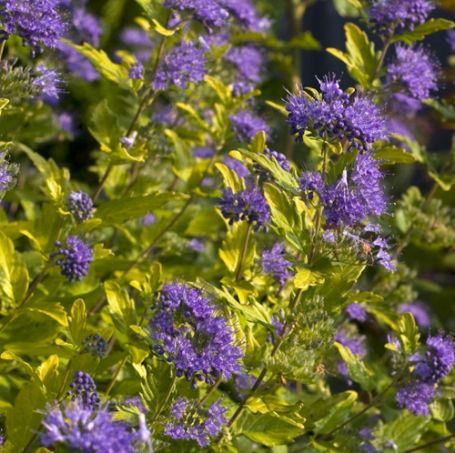 Picture of Sunshine Blue® II Caryopteris Plant