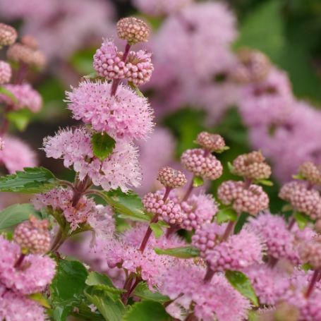 Picture of Beyond Pink'd® Caryopteris Plant