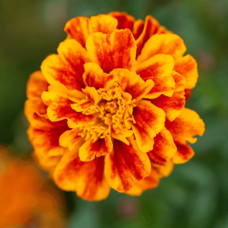 Picture of Bonanza Flame Marigold Plant