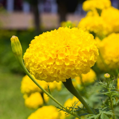 Picture of Antigua™ Yellow Marigold Plant