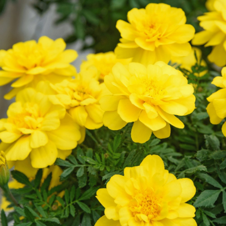 Picture of Janie Bright Yellow Marigold Plant