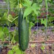 Picture of Luffa Gourd