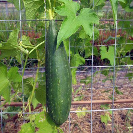 Picture of Luffa Gourd