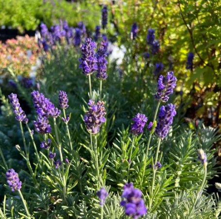 Picture of Blue Spear Lavender Herb Plant