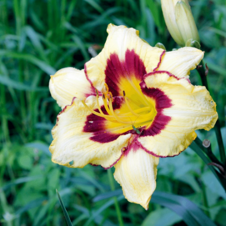 Picture of Star of the North Hemerocallis Plant