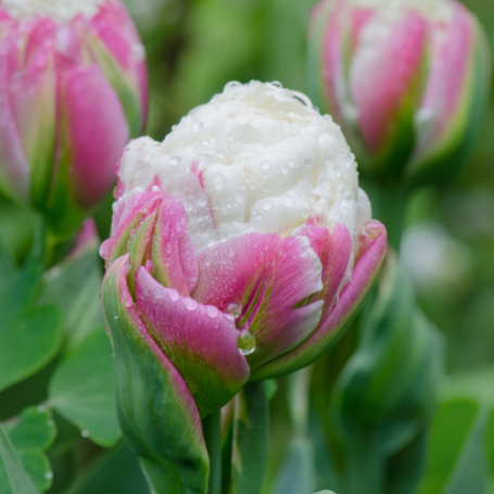 Picture of Ice Cream Tulip
