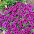 Picture of Surfinia® Heavenly Cabernet Petunia Plant