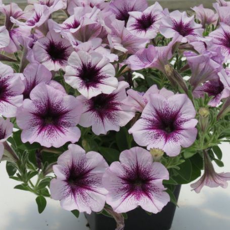 Picture of Surfinia® Heavenly Amethyst Burst Petunia Plant