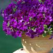 Picture of Surfinia® Purple Majesty Petunia Plant